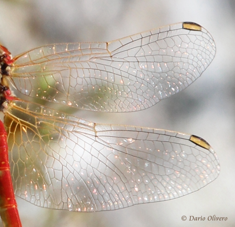 Scheda: Sympetrum fonscolombii